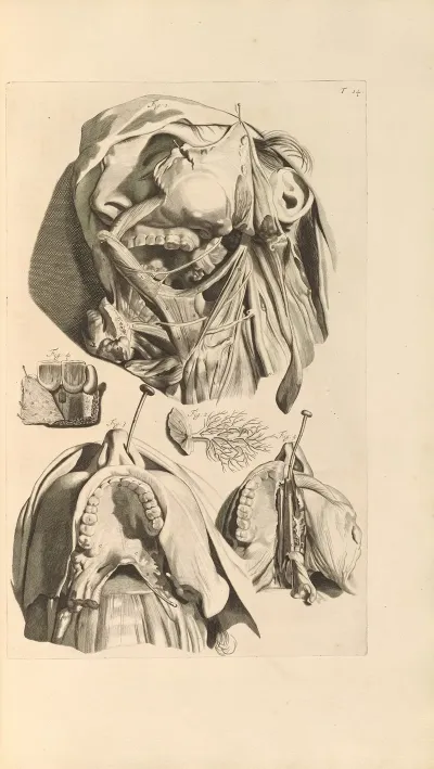 Anatomia Humani Corporis Pl 015