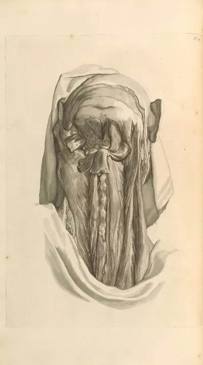 Anatomia Humani Corporis Pl 018