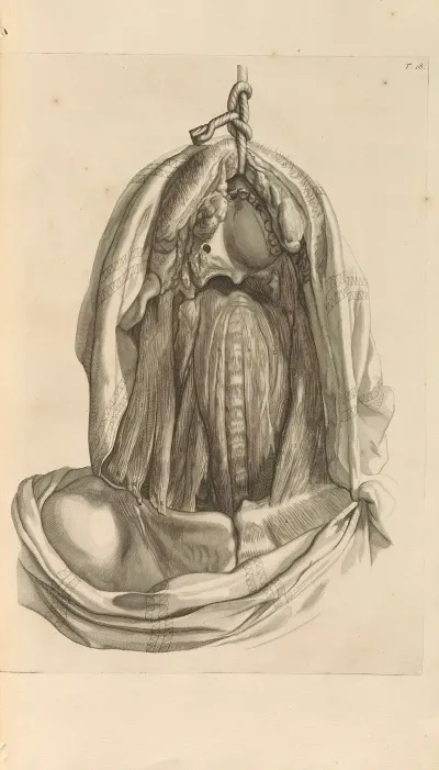 Anatomia Humani Corporis Pl 019