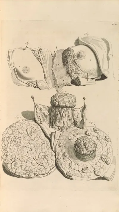 Anatomia Humani Corporis Pl 020