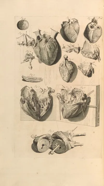 Anatomia Humani Corporis Pl 023