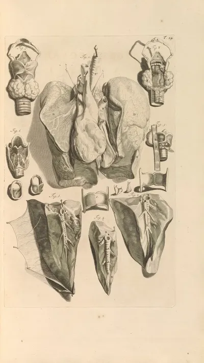 Anatomia Humani Corporis Pl 025