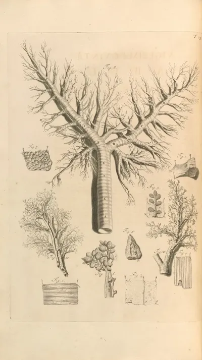 Anatomia Humani Corporis Pl 026