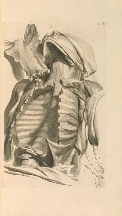 Anatomia Humani Corporis Pl 027