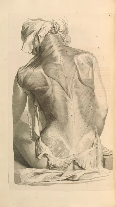 Anatomia Humani Corporis Pl 028
