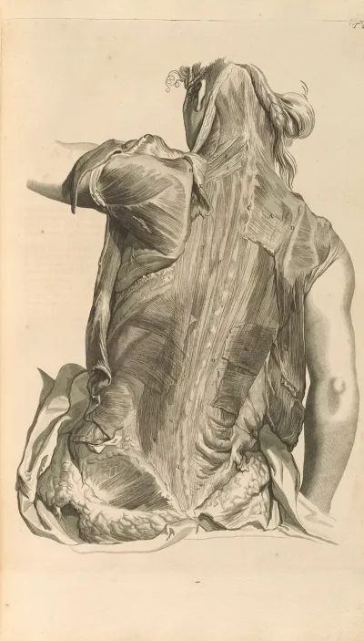 Anatomia Humani Corporis Pl 029