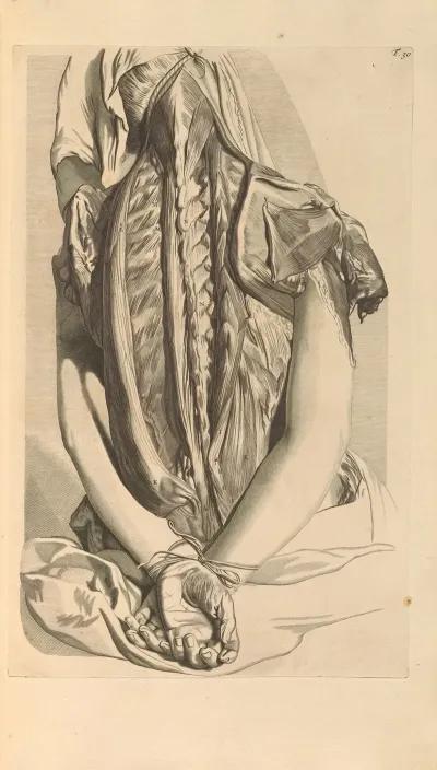 Anatomia Humani Corporis Pl 031