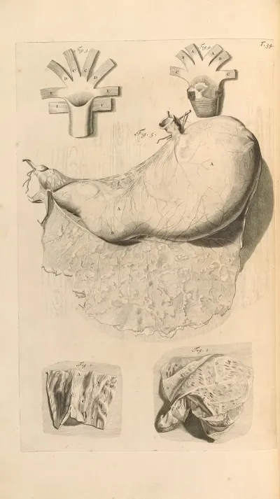 Anatomia Humani Corporis Pl 035