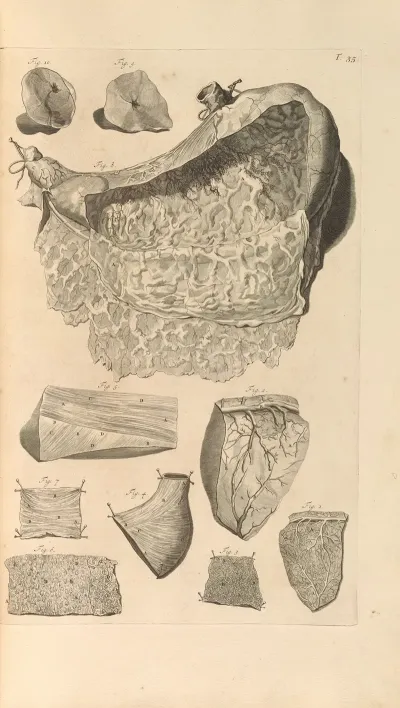 Anatomia Humani Corporis Pl 036