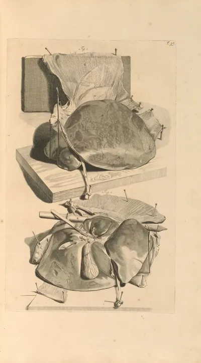 Anatomia Humani Corporis Pl 038