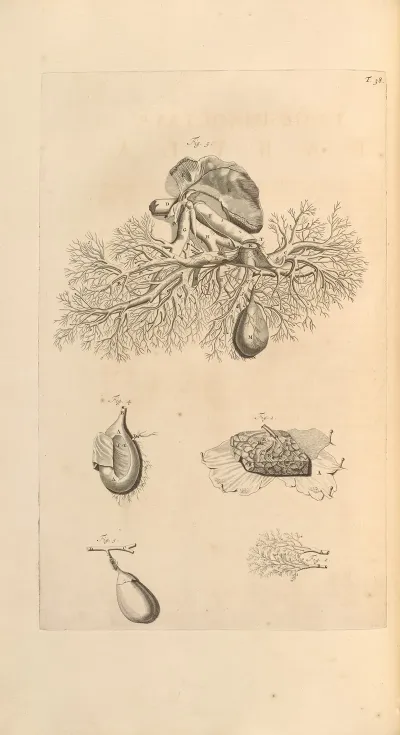 Anatomia Humani Corporis Pl 039