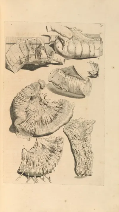 Anatomia Humani Corporis Pl 040
