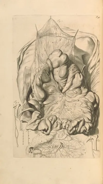 Anatomia Humani Corporis Pl 041