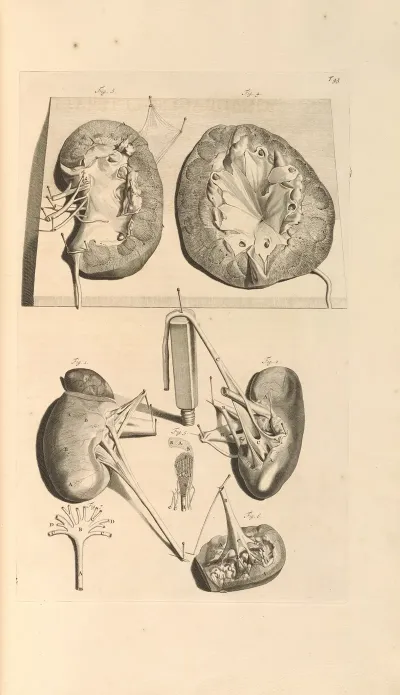Anatomia Humani Corporis Pl 044