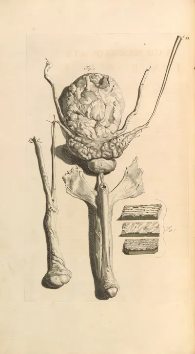 Anatomia Humani Corporis Pl 045