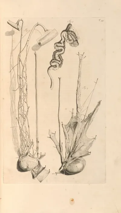 Anatomia Humani Corporis Pl 046