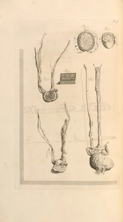 Anatomia Humani Corporis Pl 047
