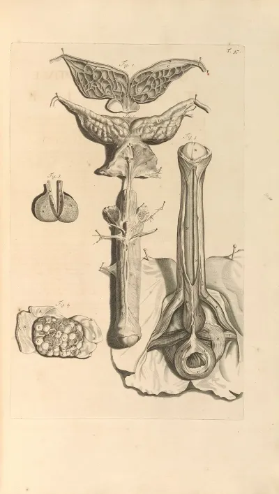 Anatomia Humani Corporis Pl 048