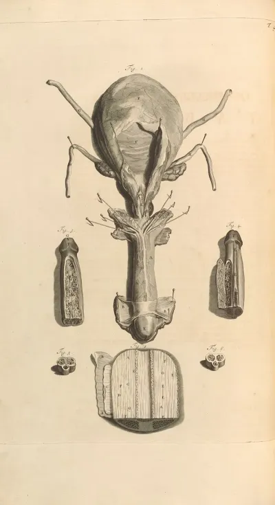Anatomia Humani Corporis Pl 049