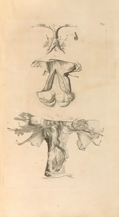 Anatomia Humani Corporis Pl 052