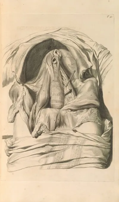 Anatomia Humani Corporis Pl 053