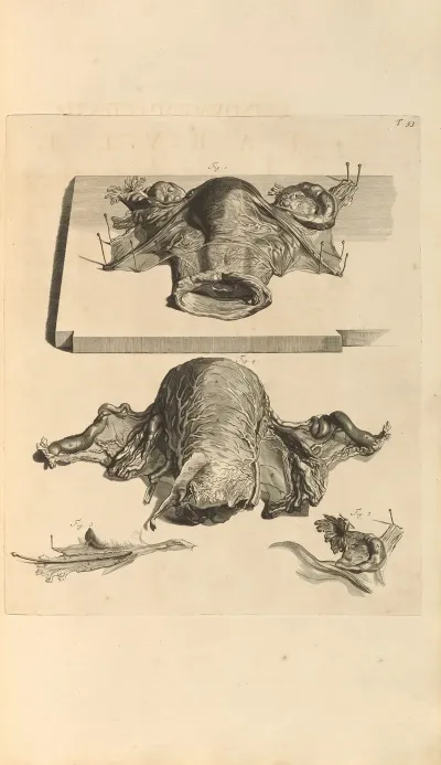 Anatomia Humani Corporis Pl 054