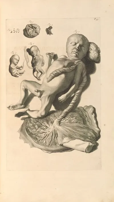 Anatomia Humani Corporis Pl 058