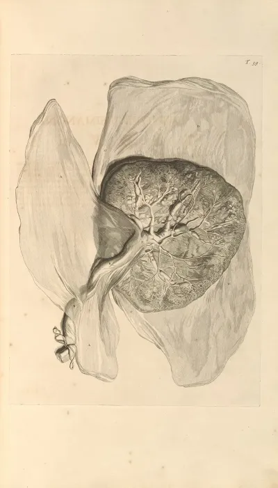 Anatomia Humani Corporis Pl 060