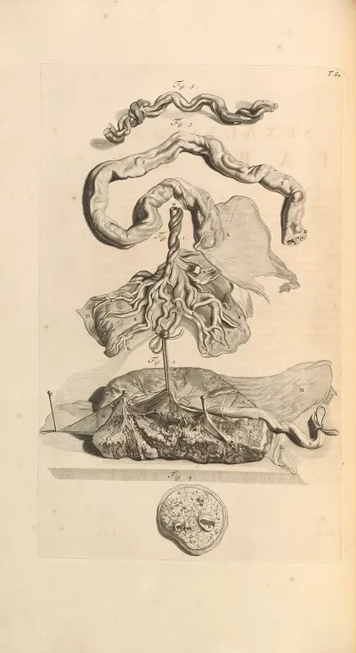 Anatomia Humani Corporis Pl 061