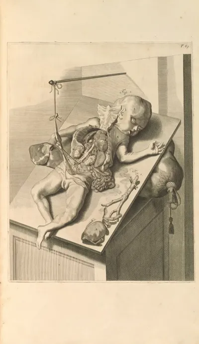 Anatomia Humani Corporis Pl 064