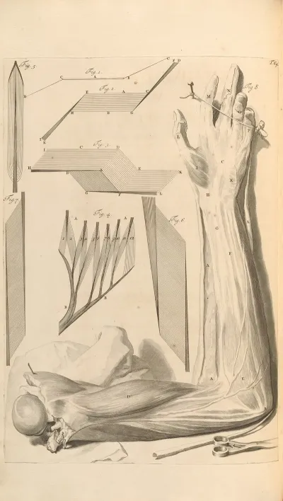 Anatomia Humani Corporis Pl 065