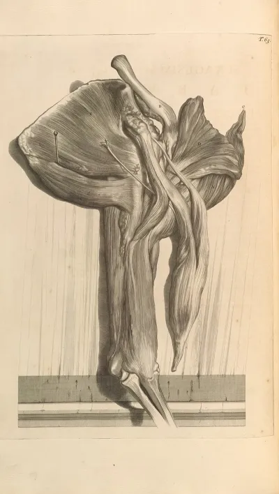 Anatomia Humani Corporis Pl 066