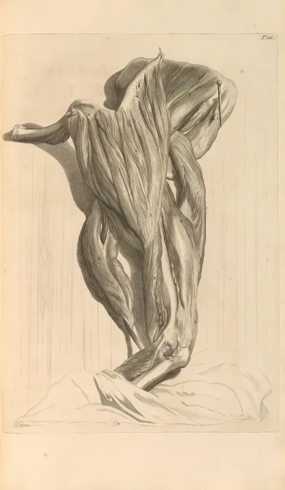 Anatomia Humani Corporis Pl 067