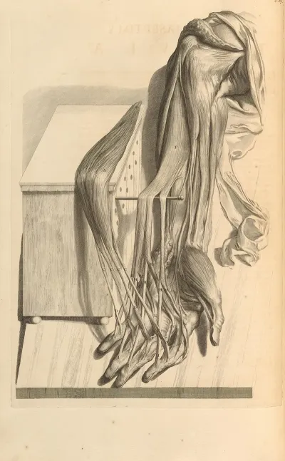 Anatomia Humani Corporis Pl 068
