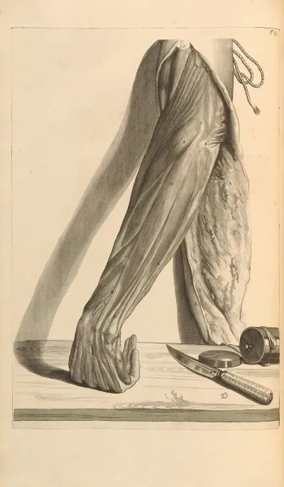 Anatomia Humani Corporis Pl 070