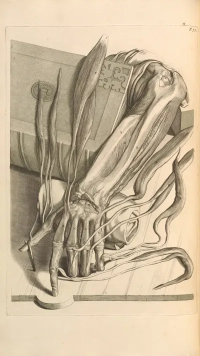 Anatomia Humani Corporis Pl 072