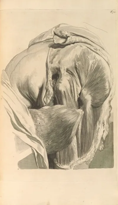 Anatomia Humani Corporis Pl 073