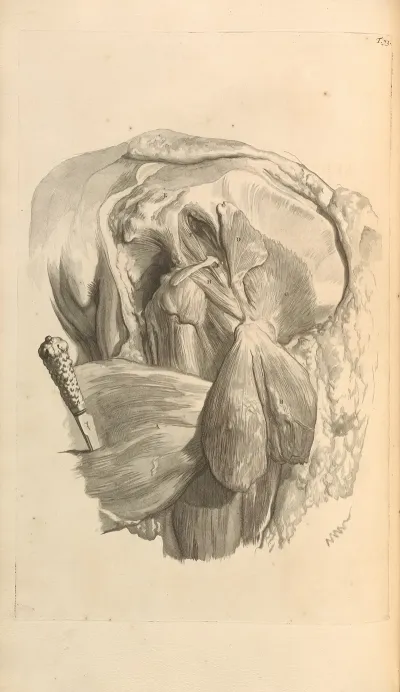 Anatomia Humani Corporis Pl 074