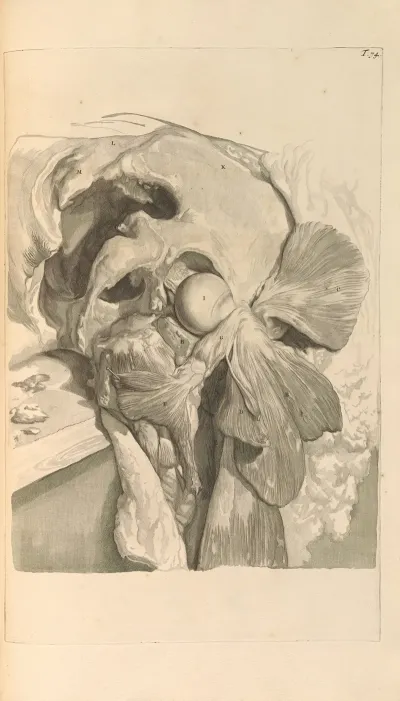 Anatomia Humani Corporis Pl 075