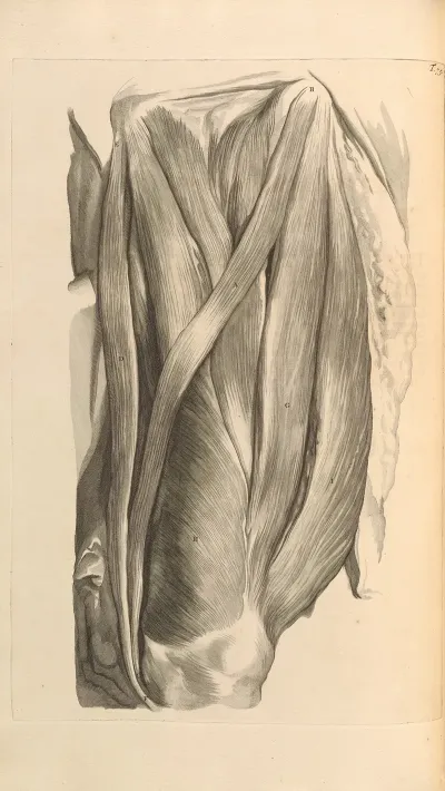 Anatomia Humani Corporis Pl 076