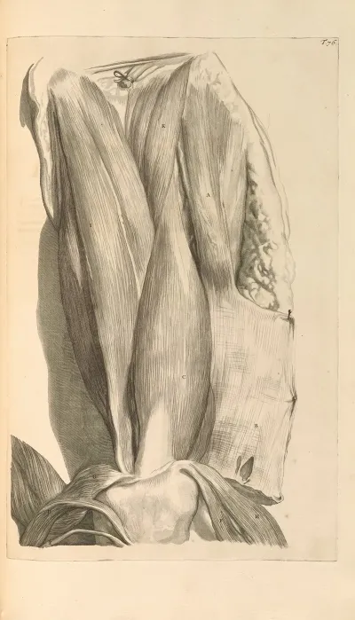 Anatomia Humani Corporis Pl 077