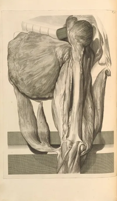Anatomia Humani Corporis Pl 078
