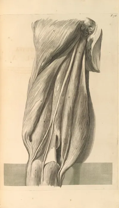 Anatomia Humani Corporis Pl 079