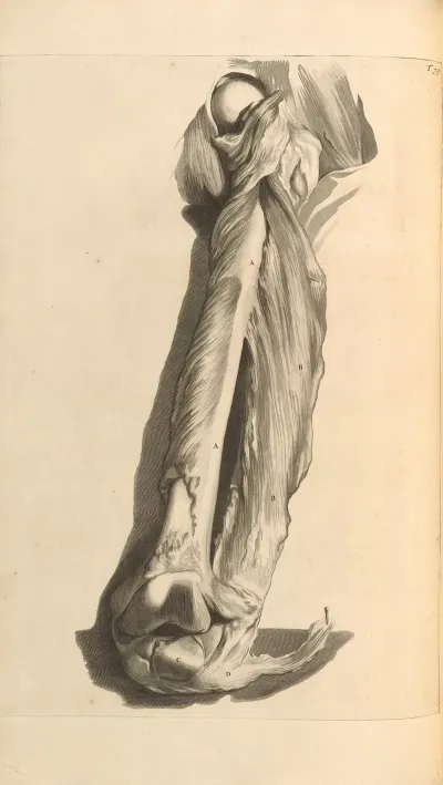 Anatomia Humani Corporis Pl 080