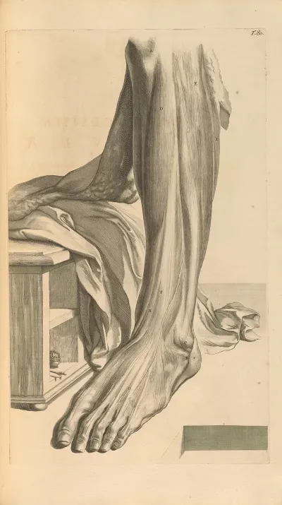 Anatomia Humani Corporis Pl 081