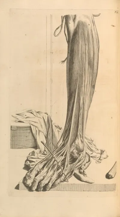 Anatomia Humani Corporis Pl 082