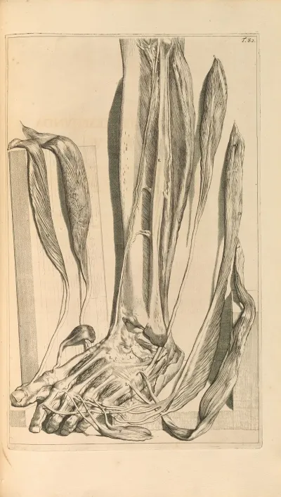 Anatomia Humani Corporis Pl 083