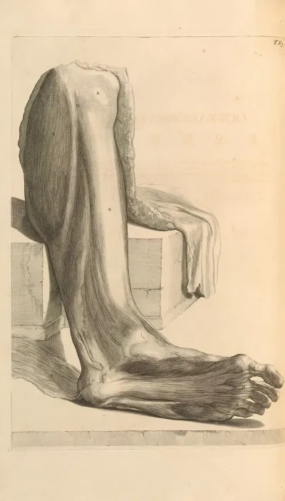 Anatomia Humani Corporis Pl 084