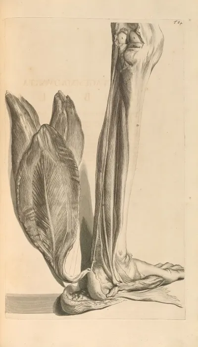 Anatomia Humani Corporis Pl 085