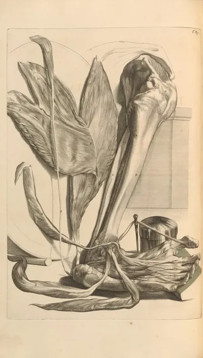 Anatomia Humani Corporis Pl 086
